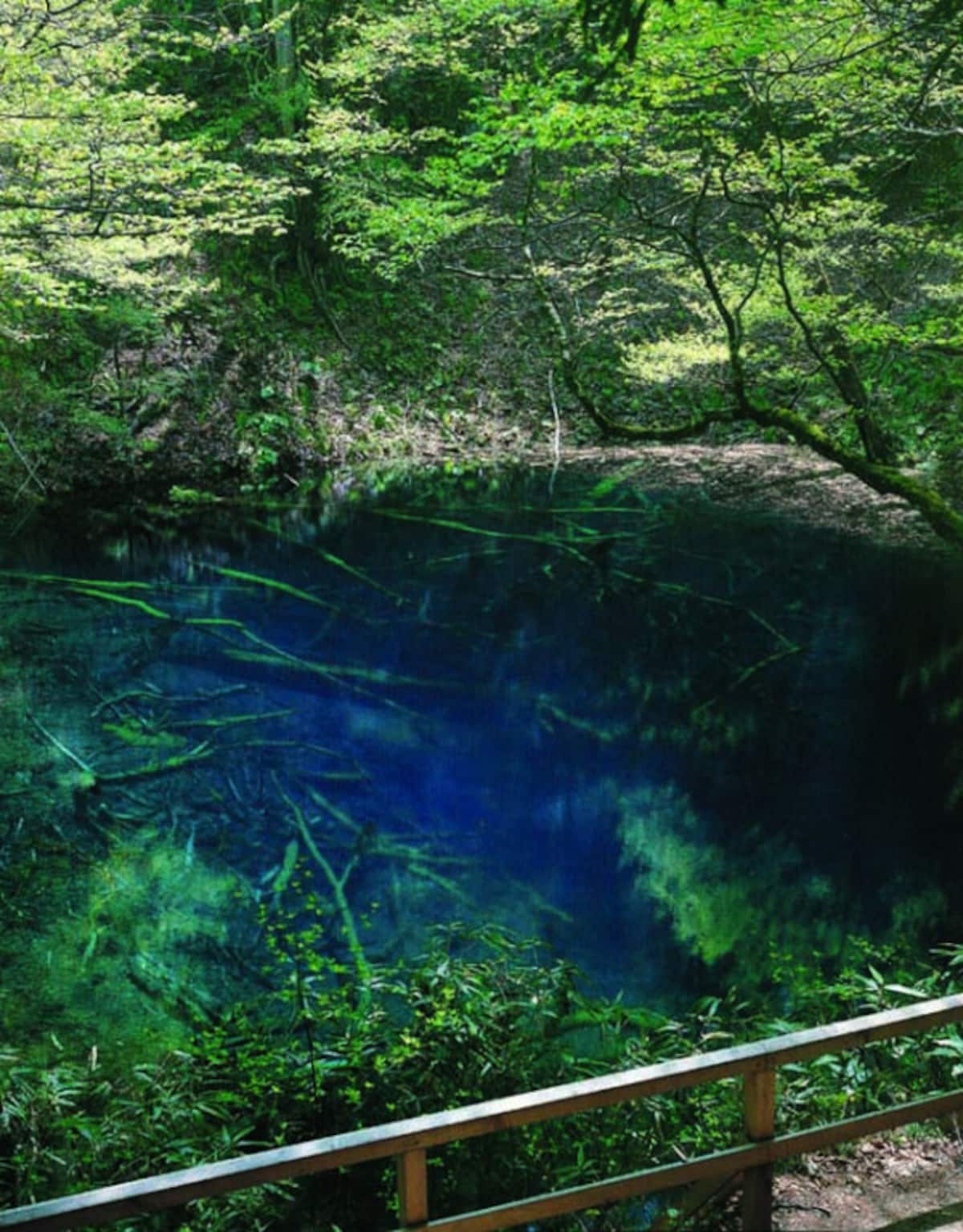 青森　観光　おすすめ　十二湖　青池