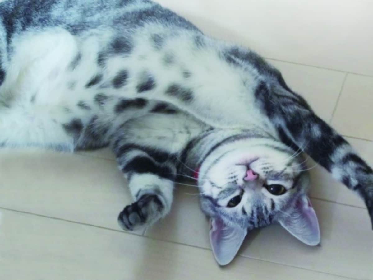 アメショー