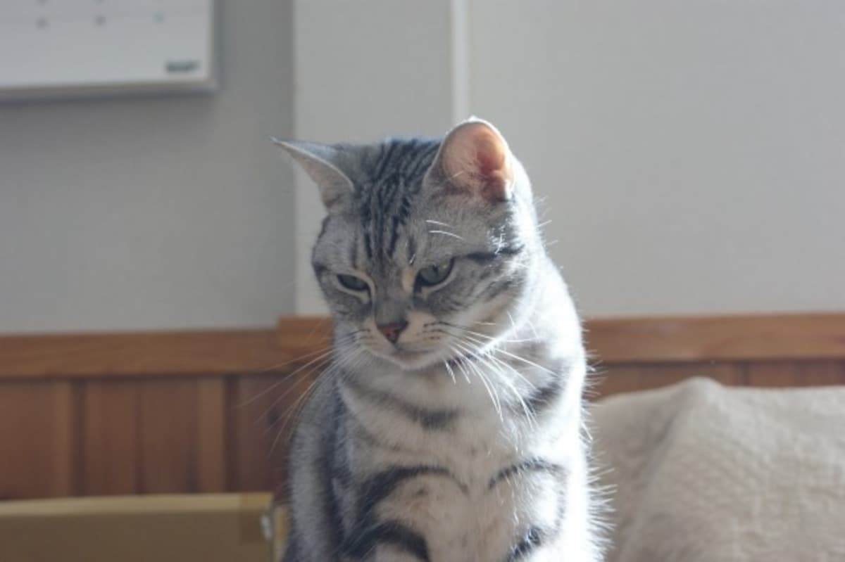 アメショー
