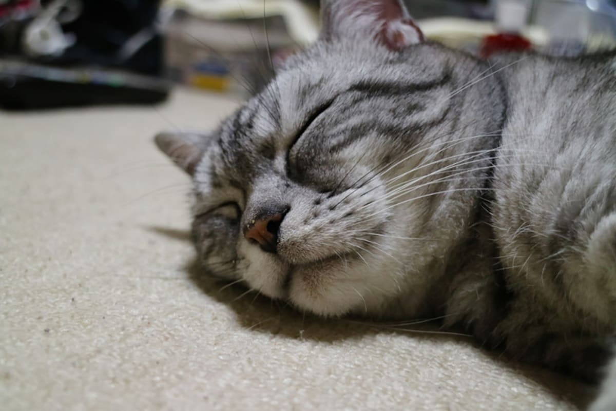アメショー