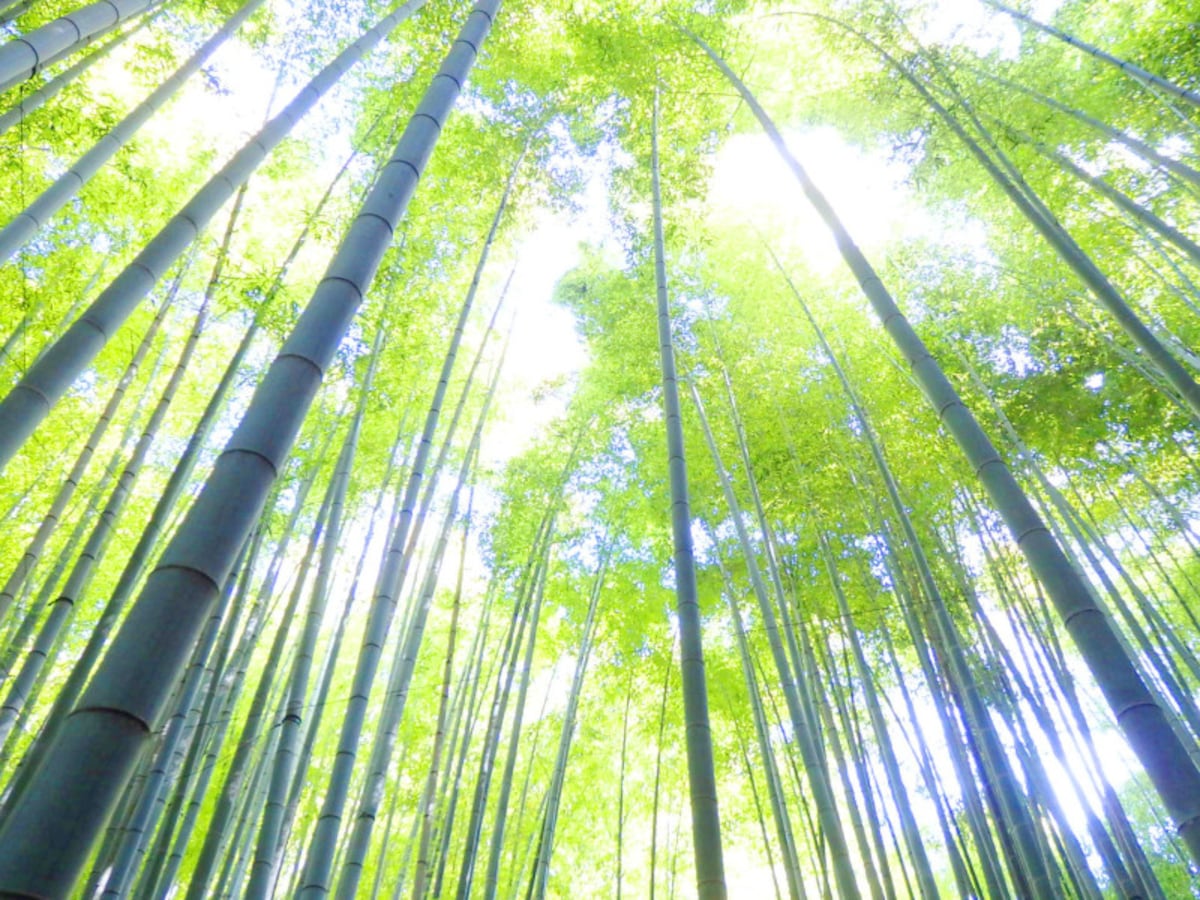 竹寺・報国寺の竹林
