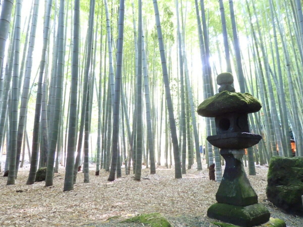 石灯籠が趣を添える竹林