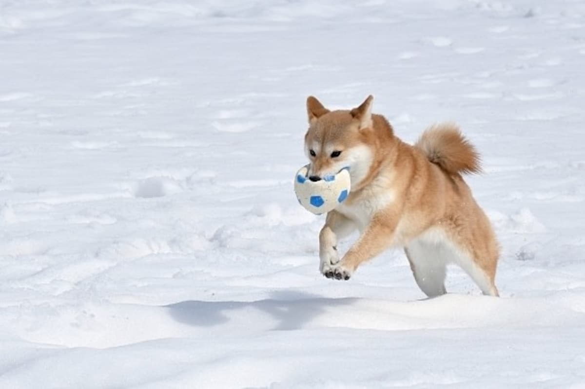 柴犬
