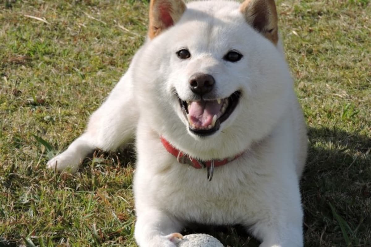 柴犬-白毛