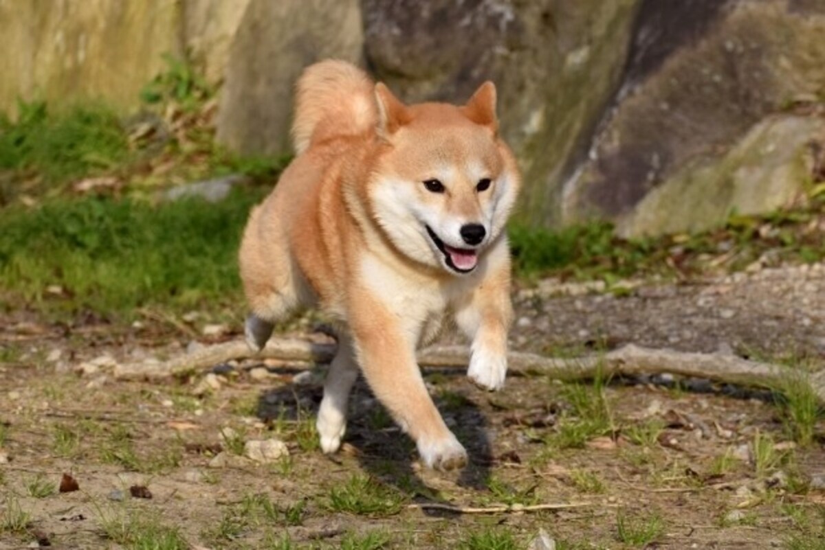 柴犬はどんな犬？歴史や性格・特徴、寿命