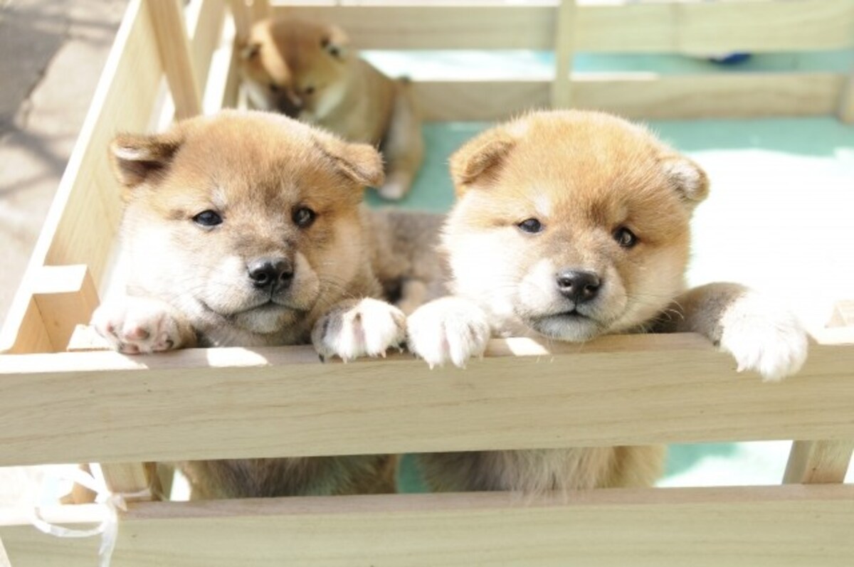 柴犬-子犬