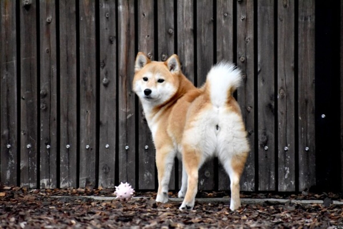柴犬-赤毛