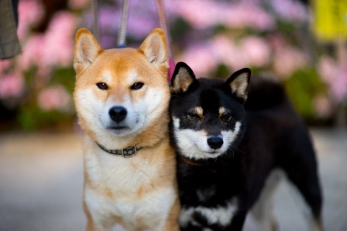 柴犬-赤毛と黒毛