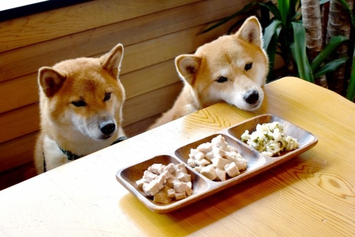 柴犬