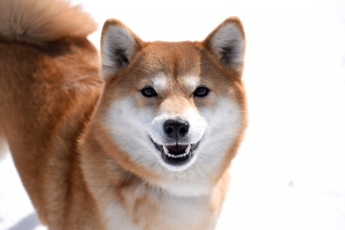 柴犬