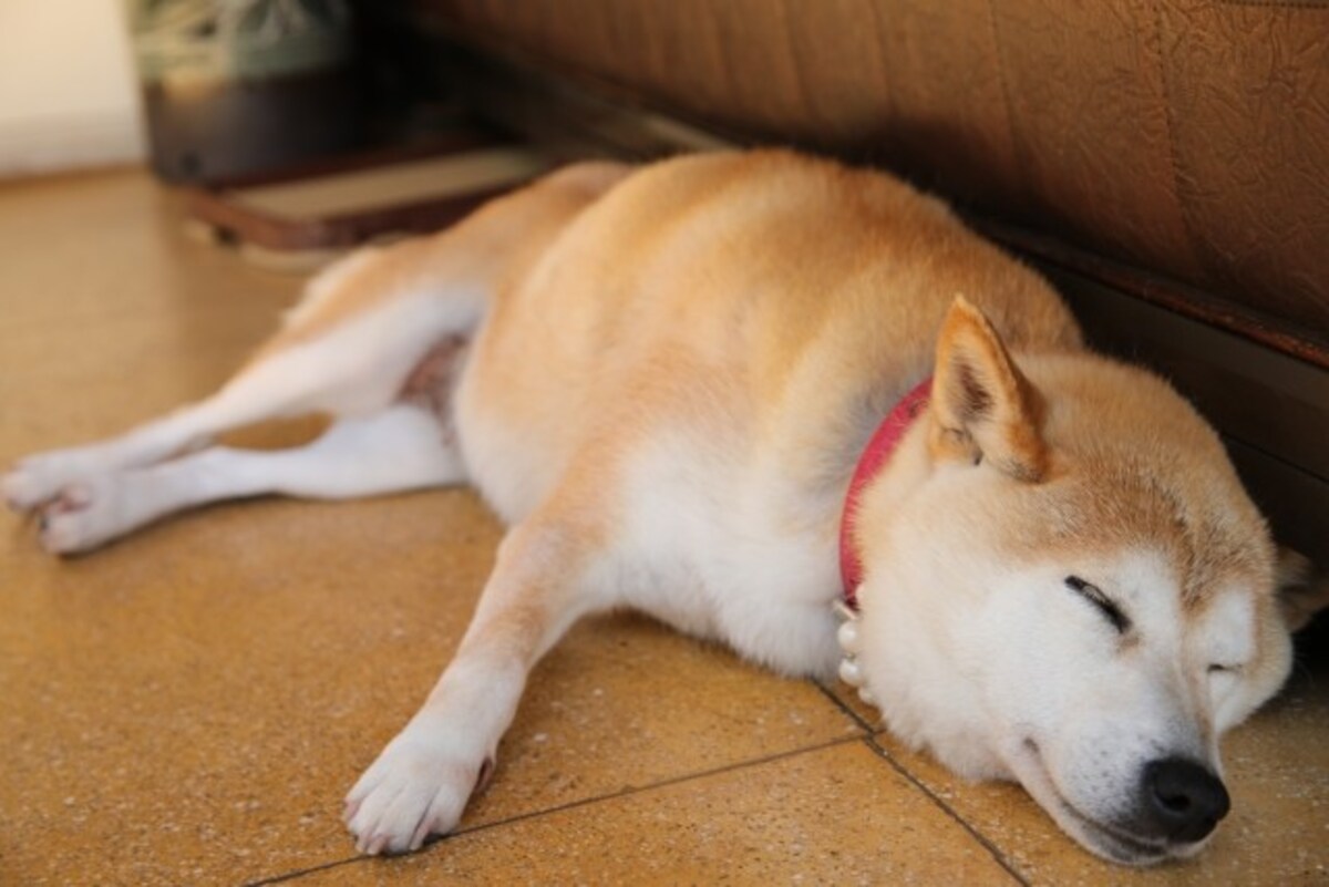 柴犬