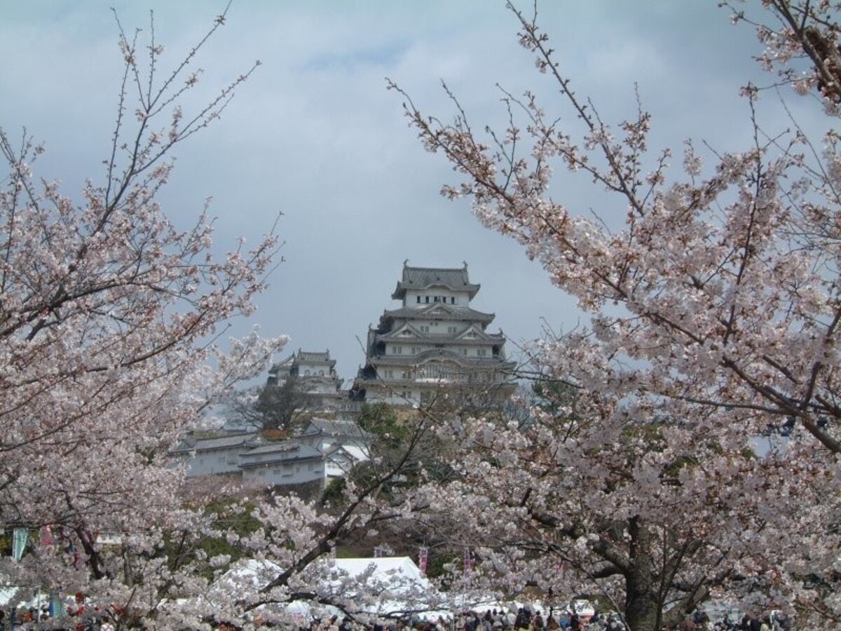 姫路城(23)/桜