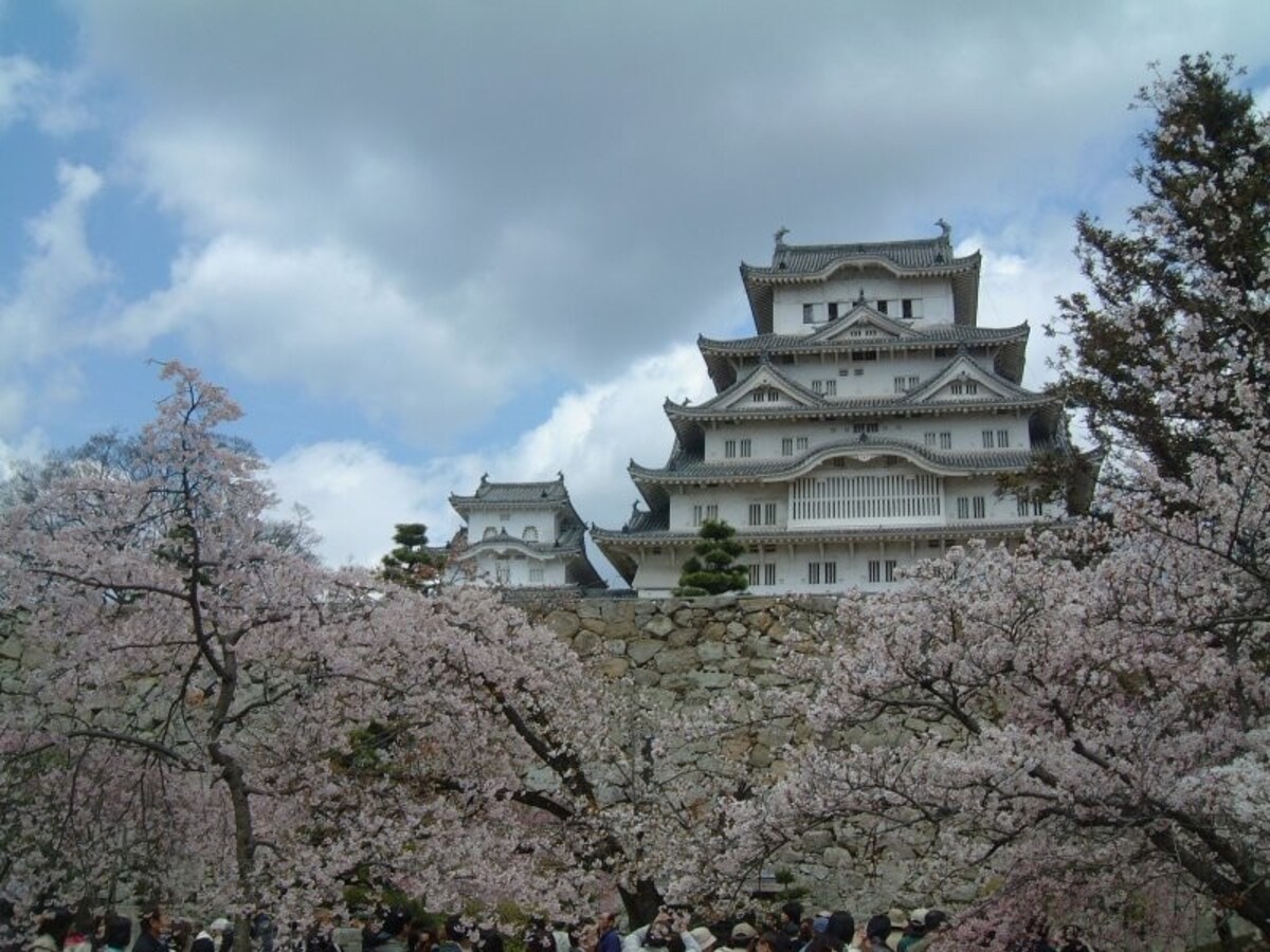 姫路城(24)/桜