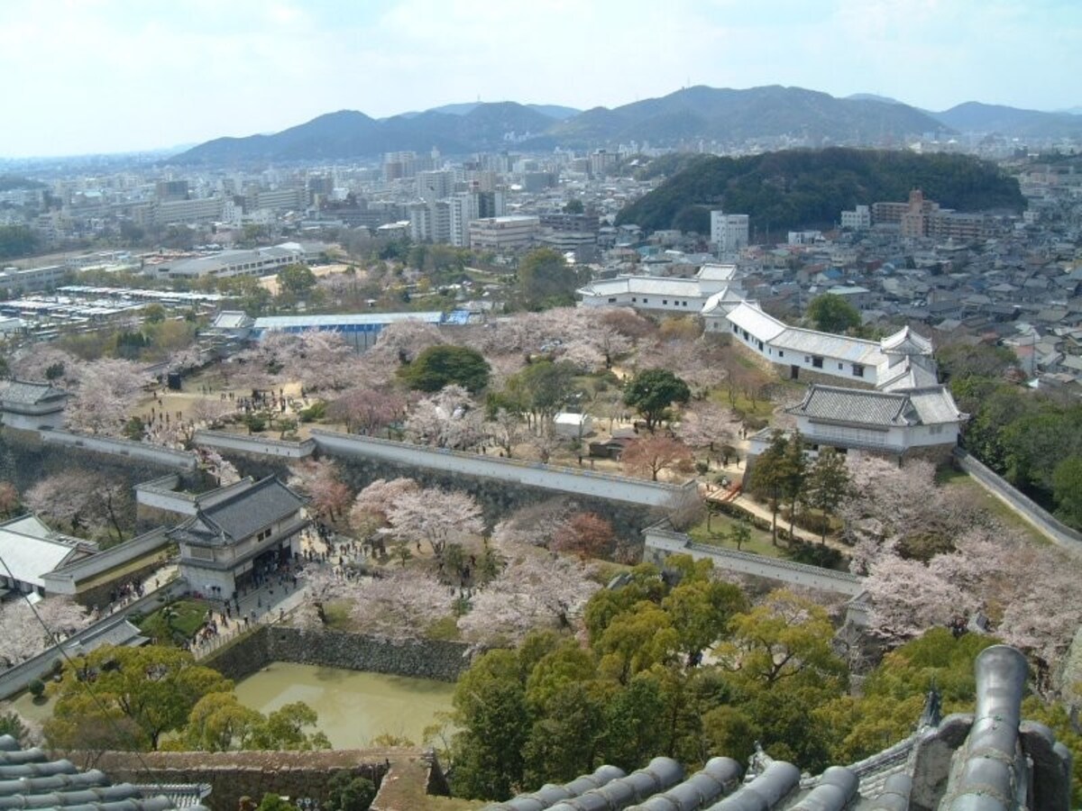 姫路城(25)/桜