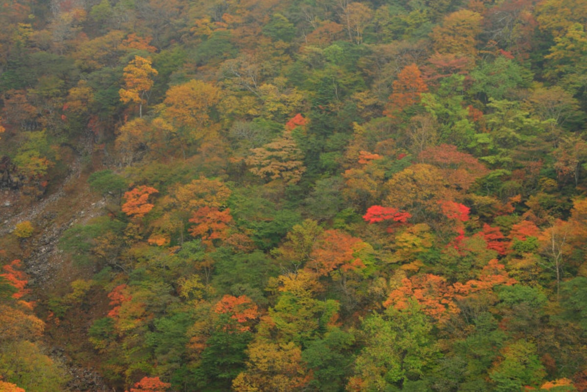 日光　紅葉　霜降高原