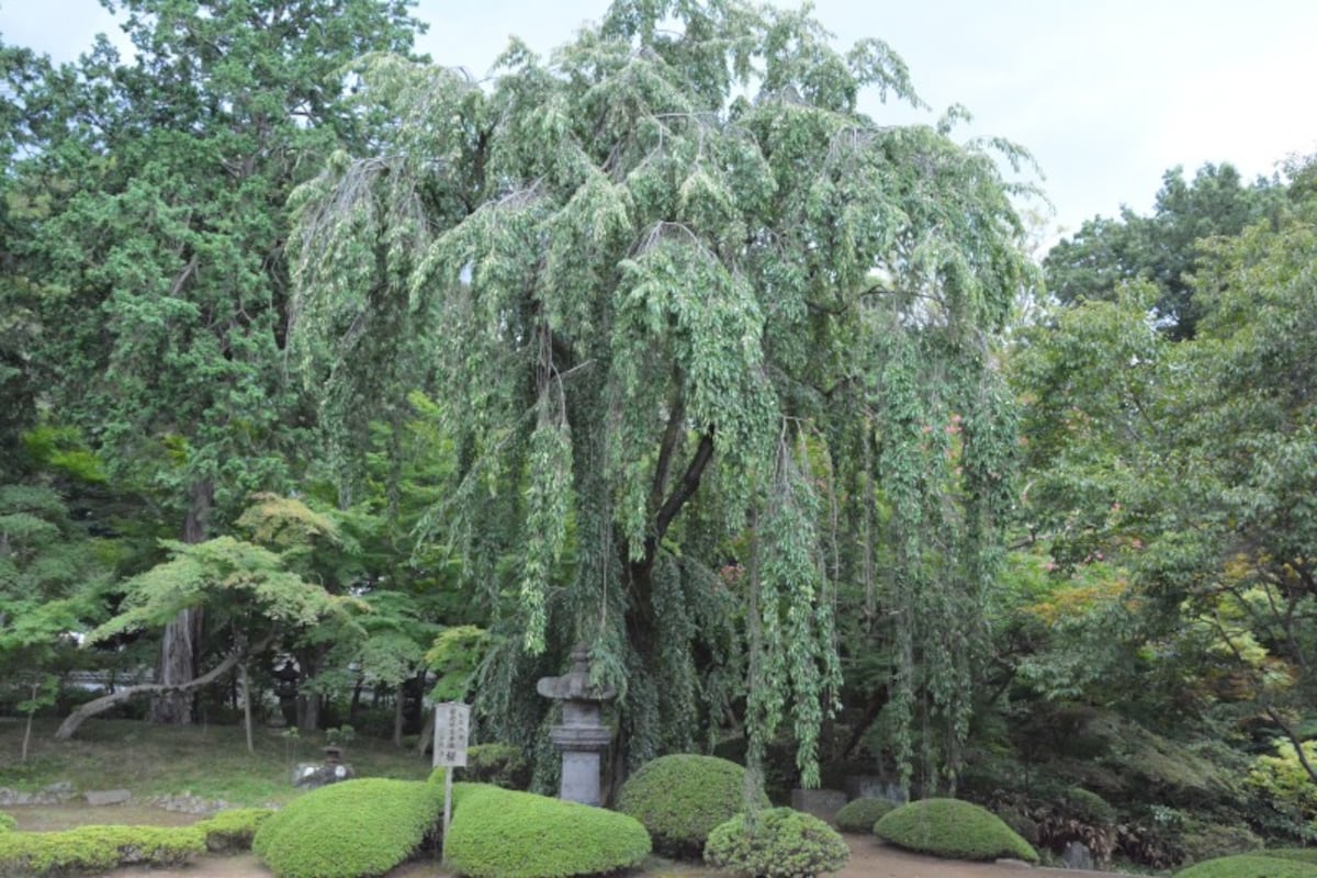 客殿の庭園で元気に育つ家光手植えの桜
