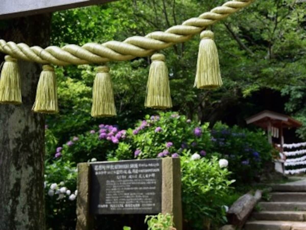 アジサイシーズンの葛原岡神社