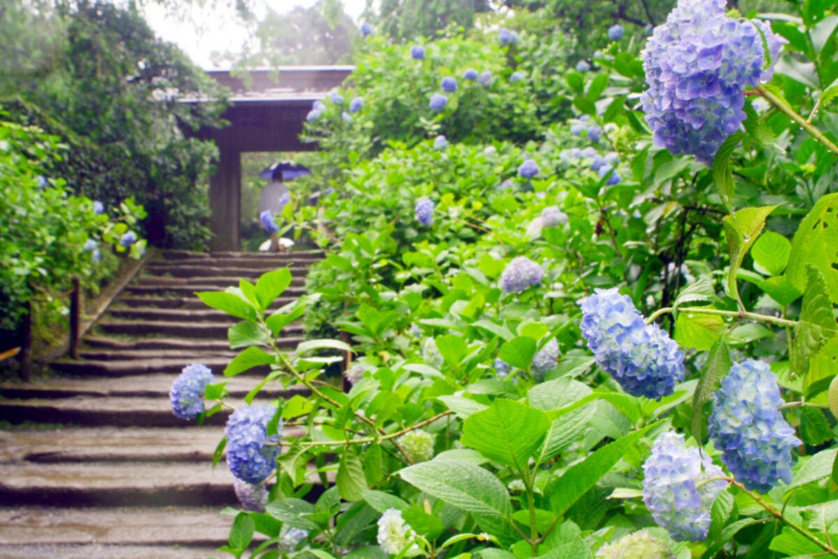 青いアジサイに彩られる明月院