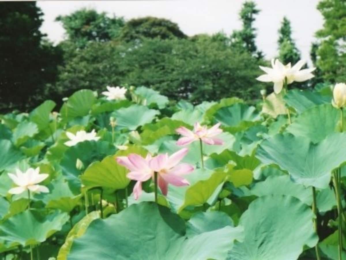 源平池に咲くハス（夏季）