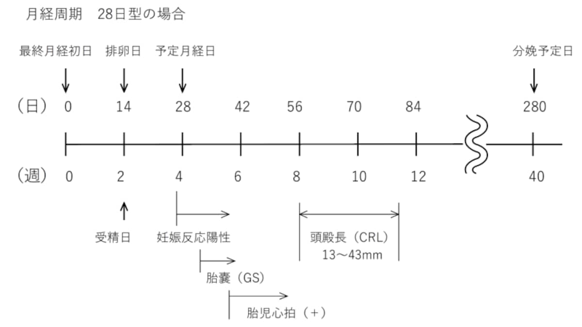 最終月経