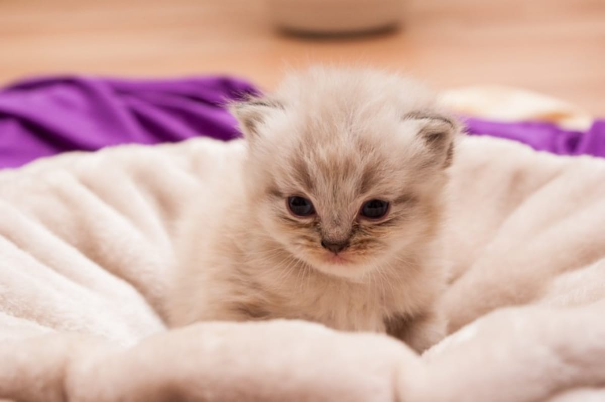 子猫