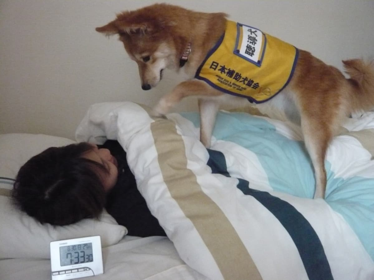 聴導犬（目覚ましの音）