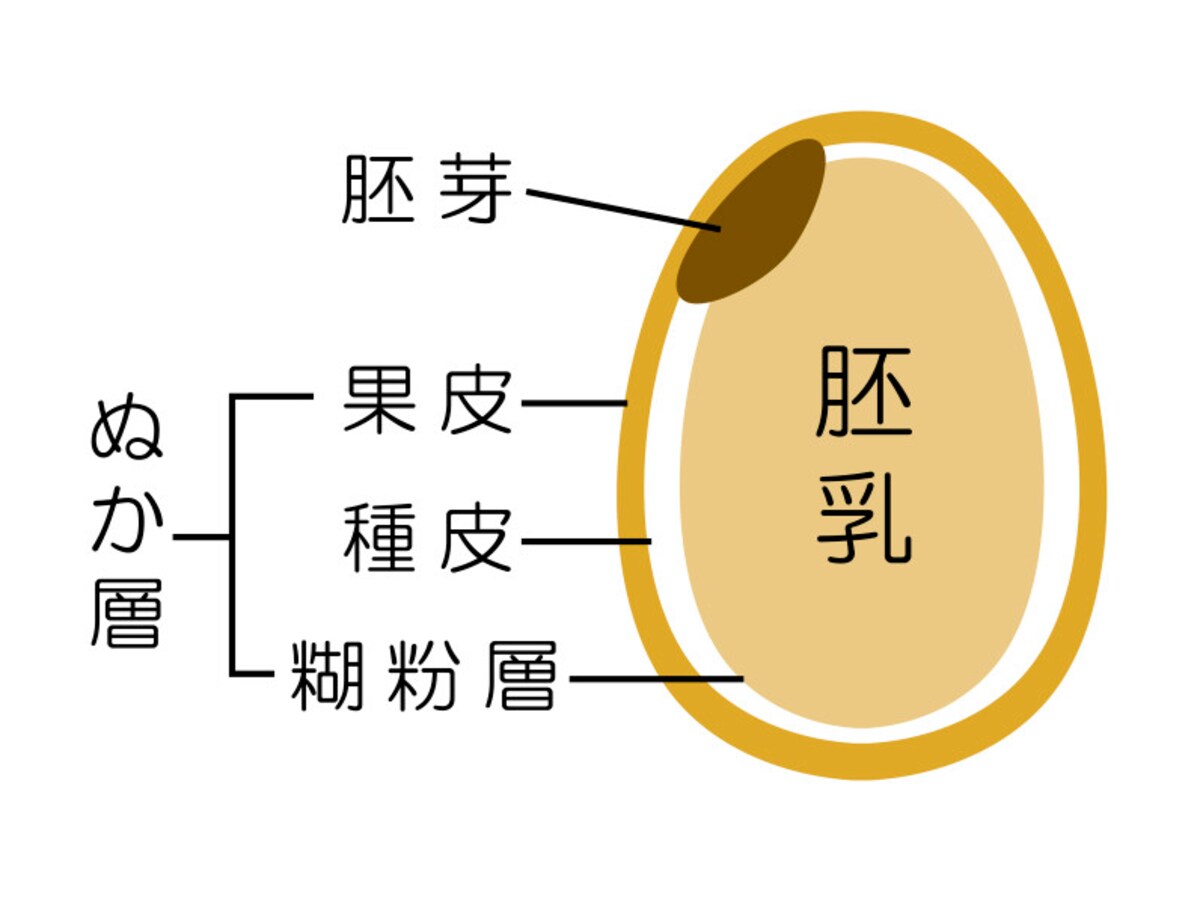 玄米の構造