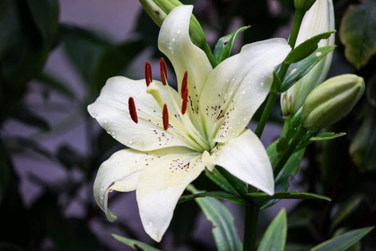 百合（ユリ）の花言葉・白：純血・威厳