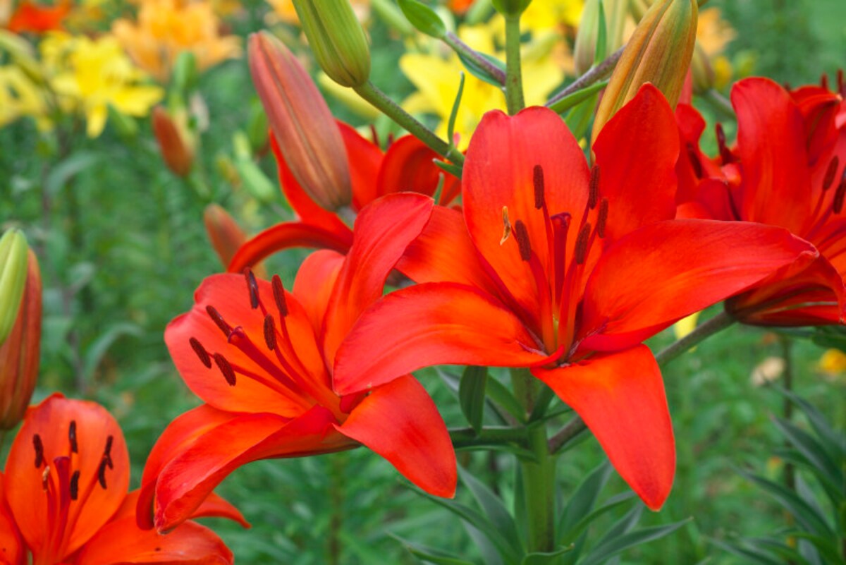 百合（ユリ）の花言葉・赤：虚栄心