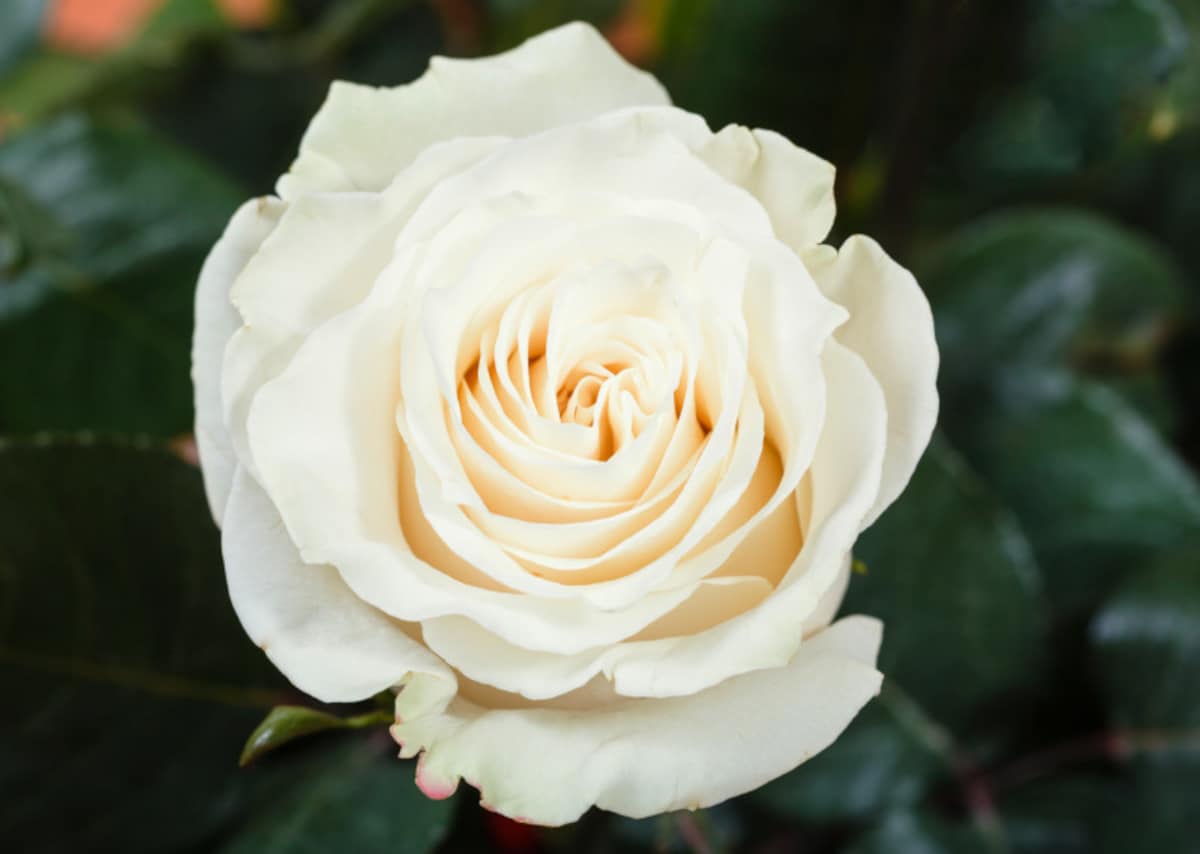 バラ（薔薇）の花言葉・白