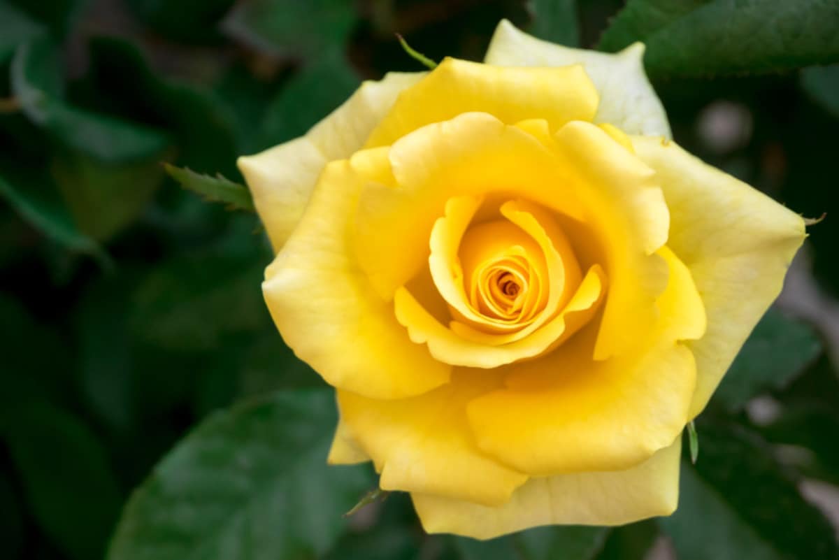 バラ（薔薇）の花言葉・黄色