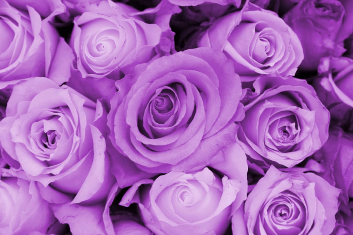 バラ（薔薇）の花言葉・紫