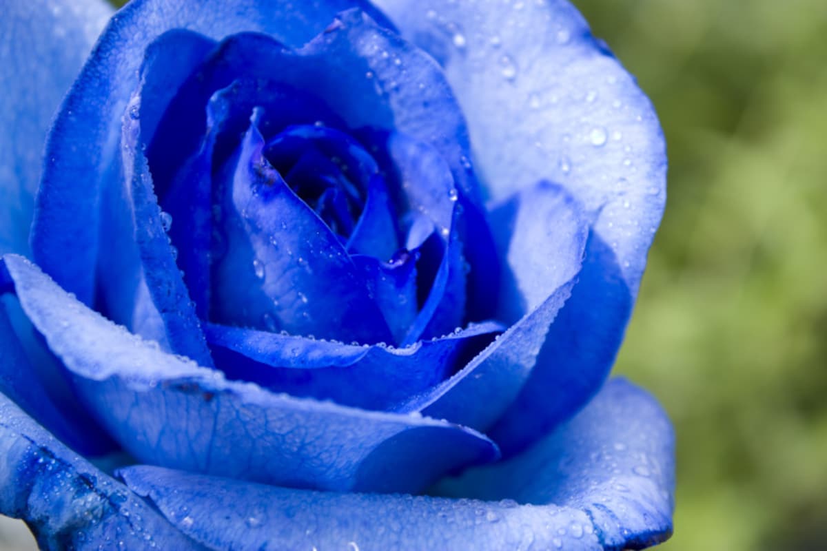バラ（薔薇）の花言葉・青
