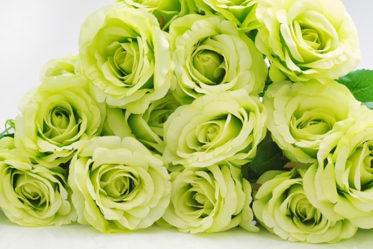 バラ（薔薇）の花言葉・緑