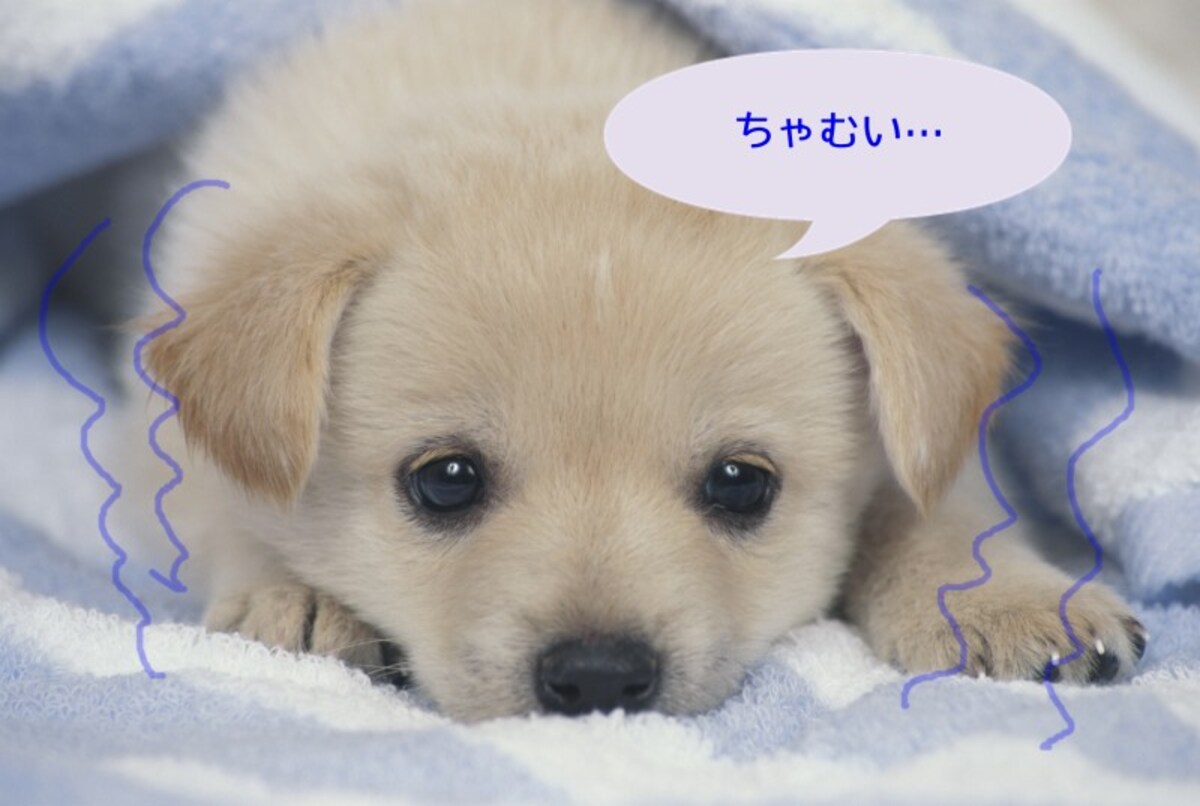 子犬（寒い）