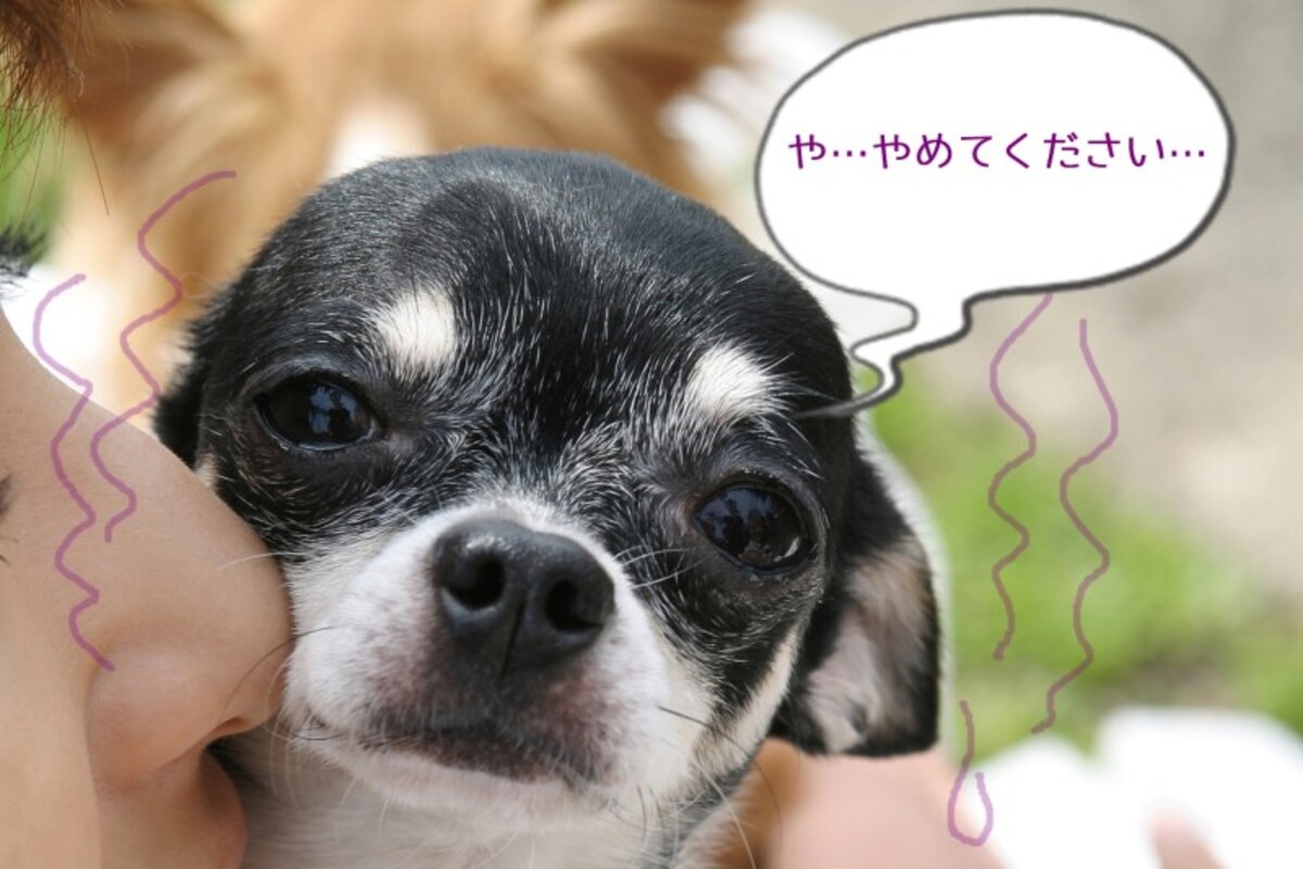 チワワ（ストレス）