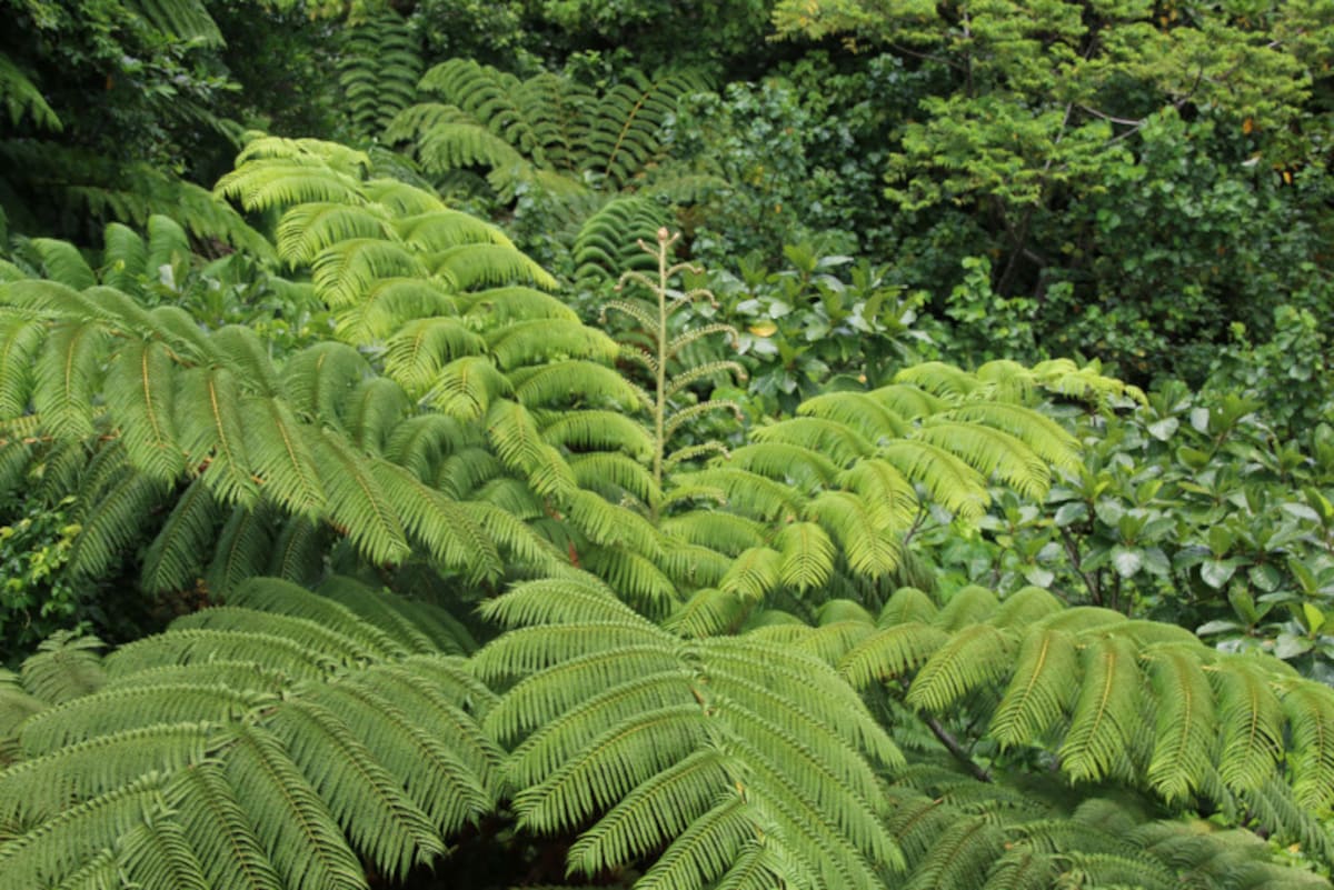 irimote