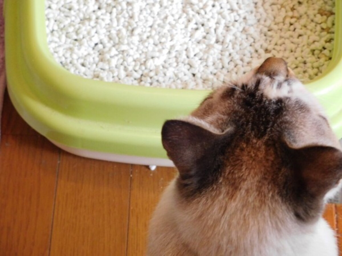 猫とトイレ