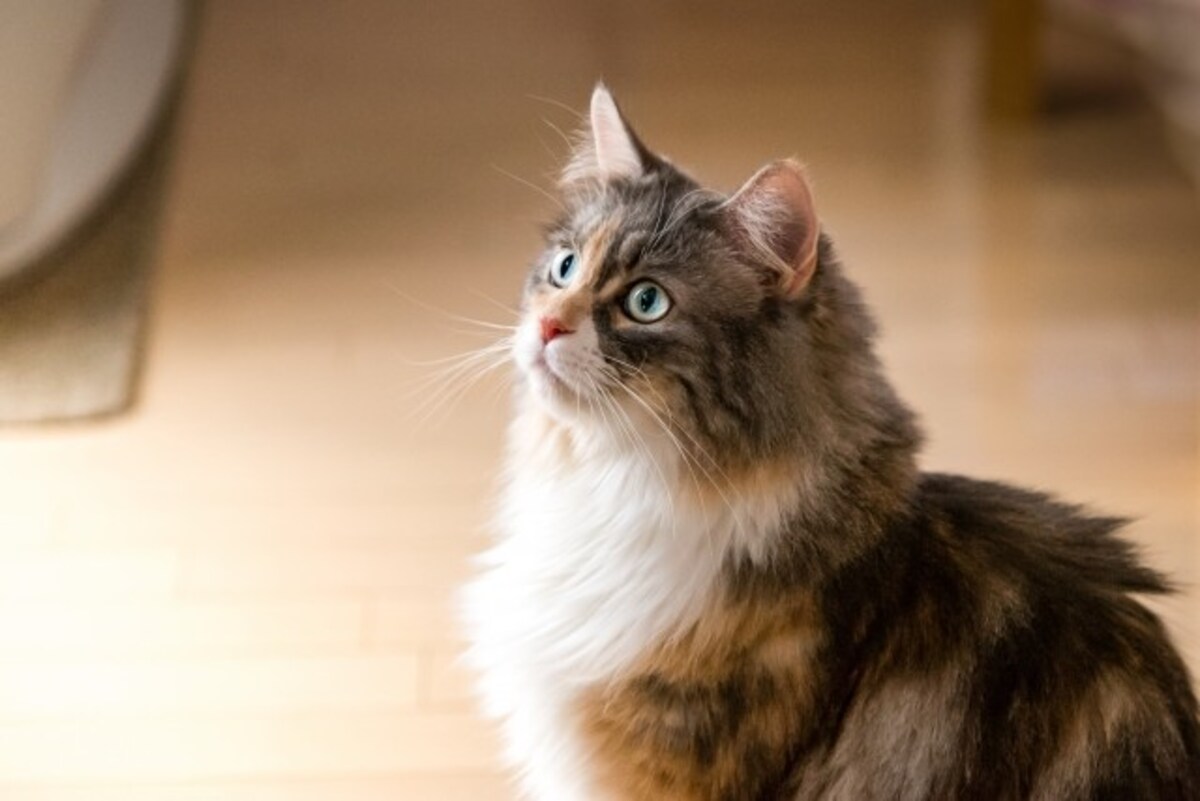 ノルウェージャンフォレストキャット
