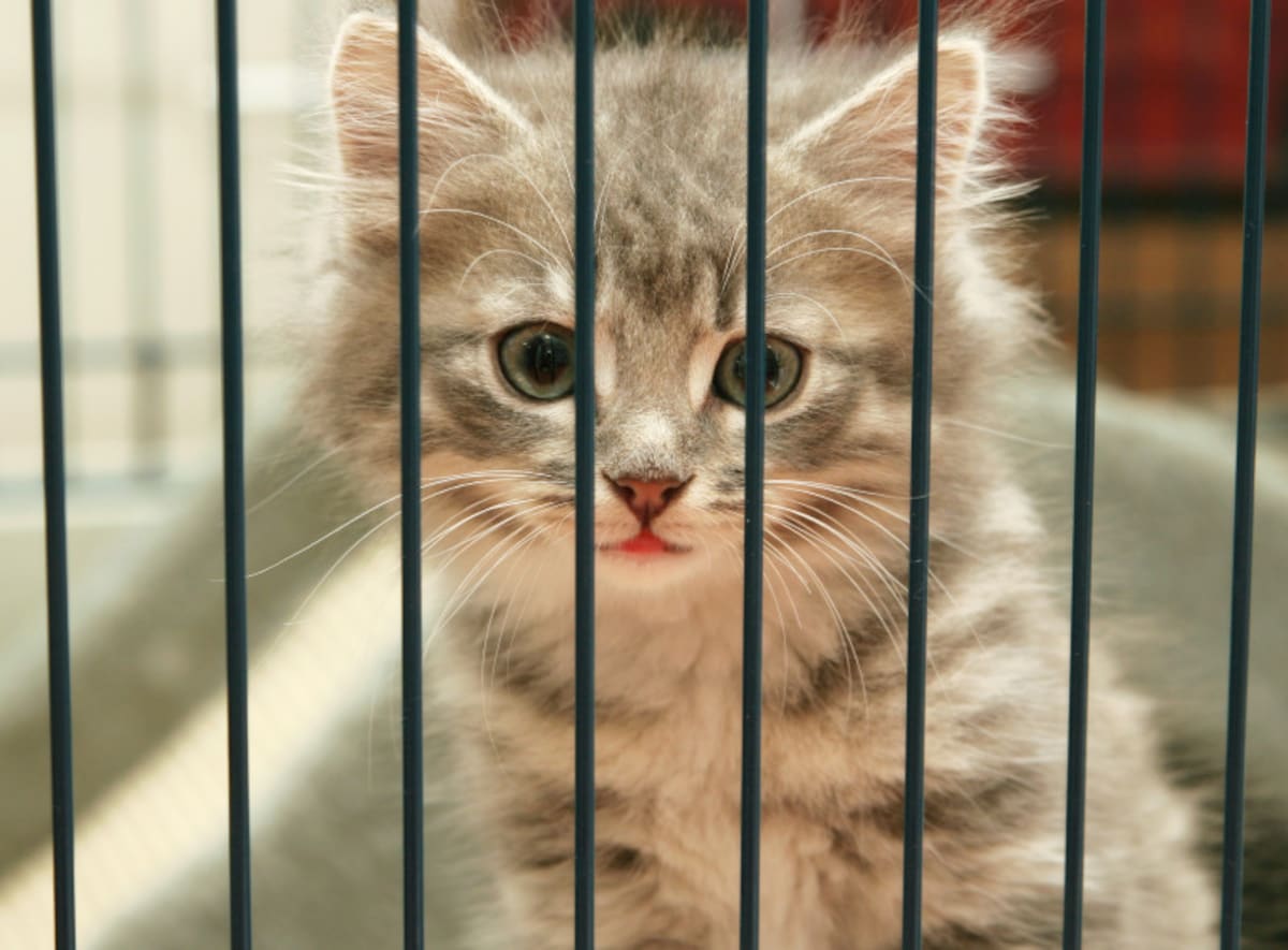 猫　ケージ　