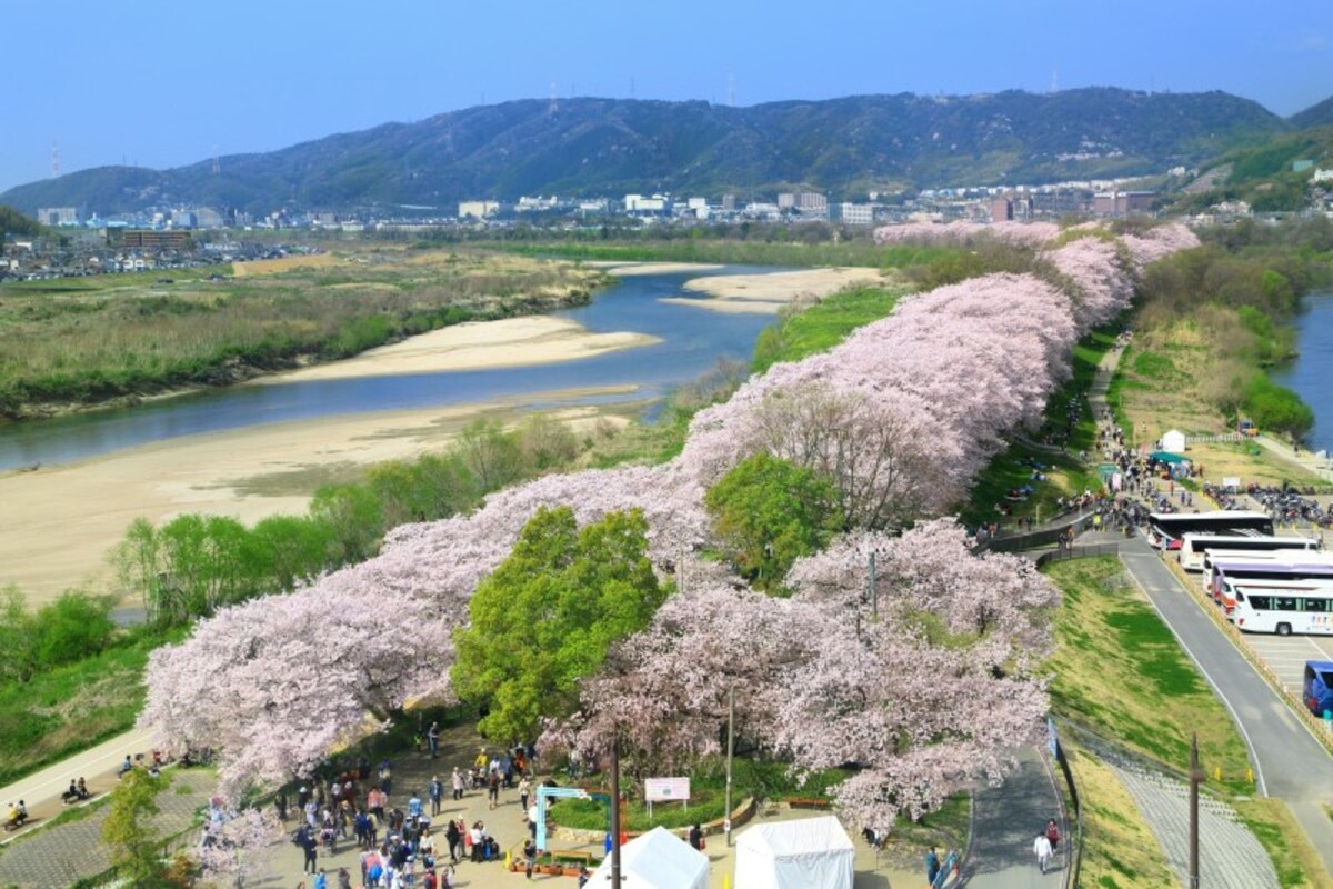 淀川河川公園背割堤地区（八幡市）。春は桜が美しい木津川の両岸の広い平地の部分も5メートル以上の浸水があると想定されている。