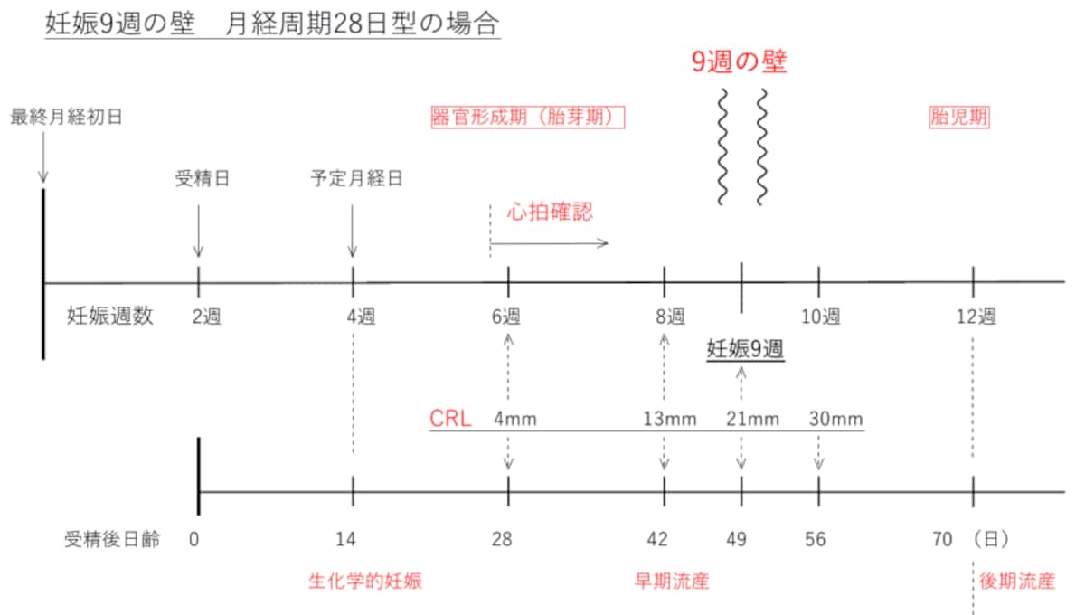 胎児の心拍確認、器官形成期　9週の壁・魔の9週