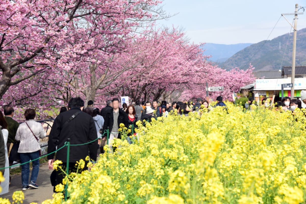 「菜の花ロード」と呼ばれるエリアでは、菜の花と河津桜のコラボを楽しむことができ、人気の撮影スポットになっています
