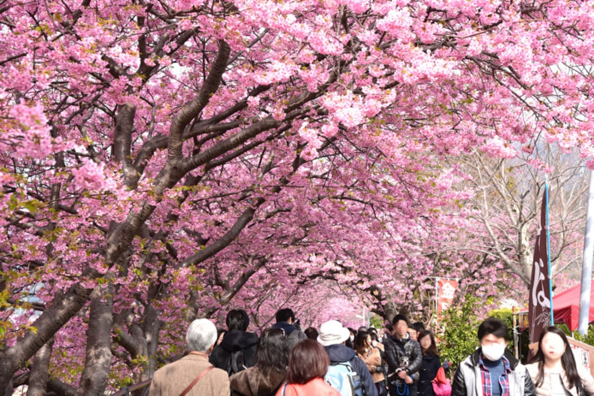 約4kmにわたって河津桜が植えられている河津川沿いの遊歩道