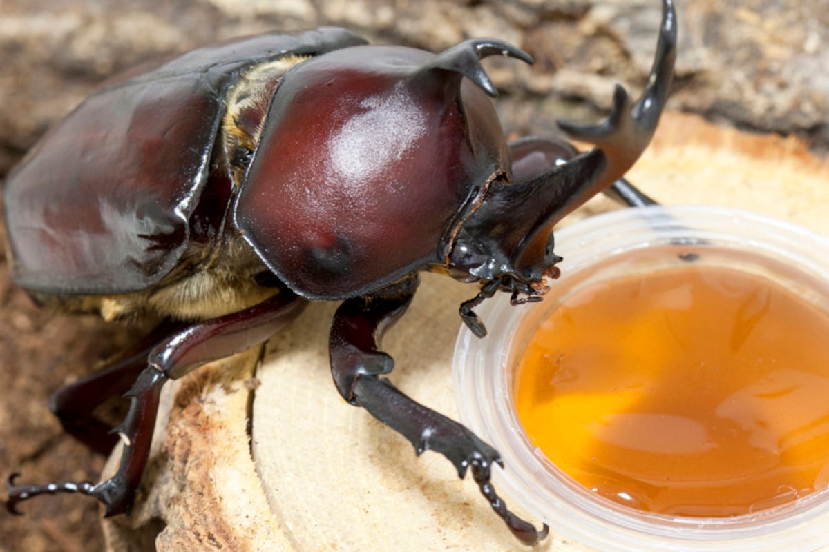 カブトムシ  エサ　ゼリー　昆虫　おすすめ　