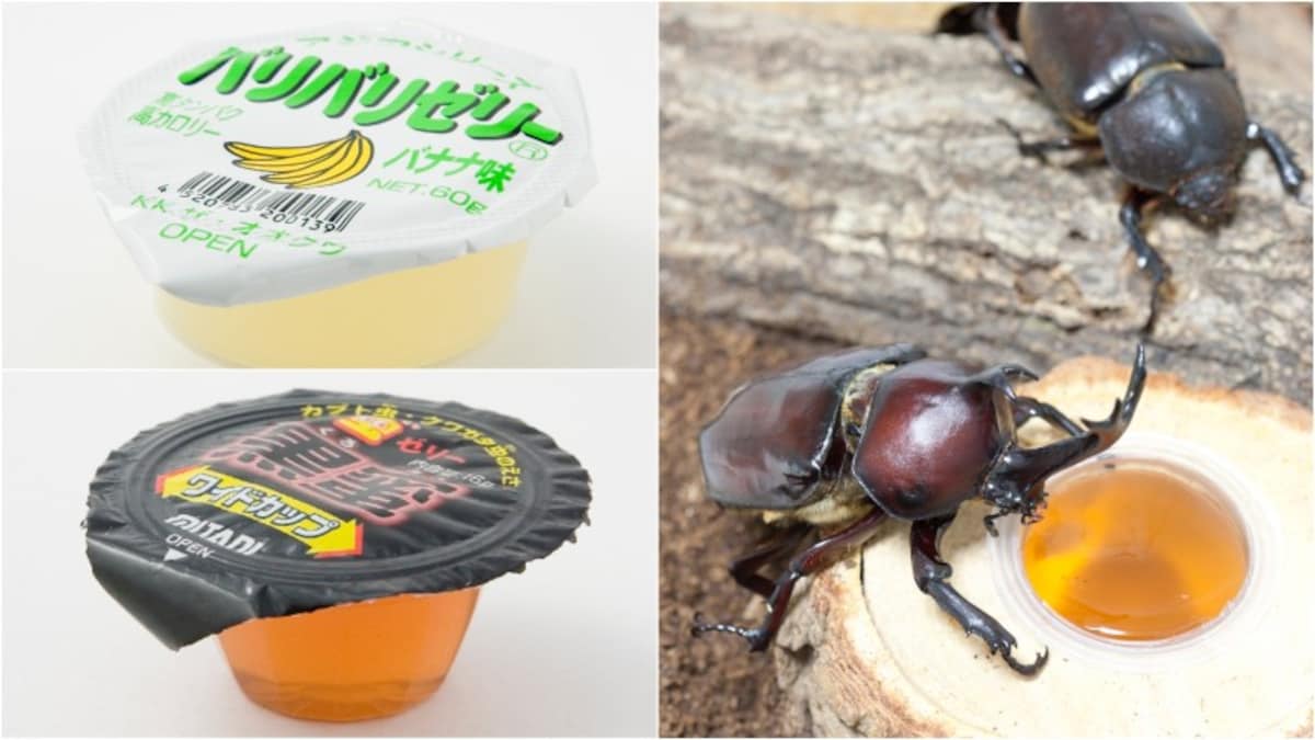 カブトムシ　エサ　餌　昆虫　ゼリー　たべる　食べる　おすすめ　バナナ