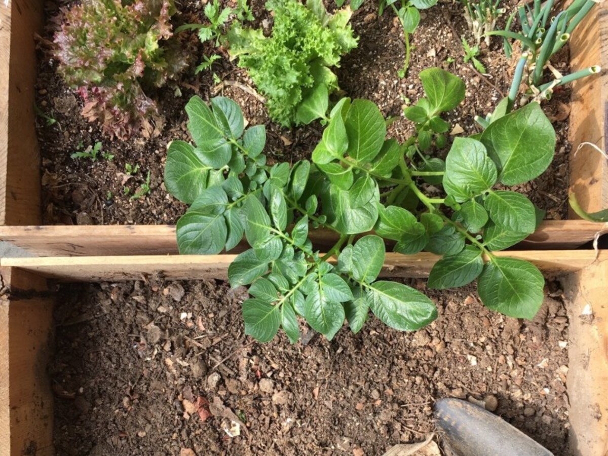 クズ野菜から、家庭菜園を始めてみませんか？