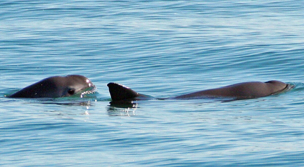 メキシコの世界遺産「カリフォルニア湾の島々と保護地域群」の固有種、コガシラネズミイルカ