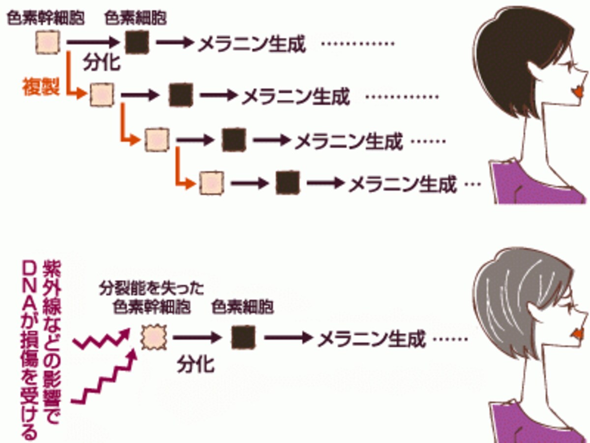 白髪がの原因の仕組み・メカニズムを解説（画像出典：謎だった白髪の原因が解明！白髪治療・予防の道筋とは）
