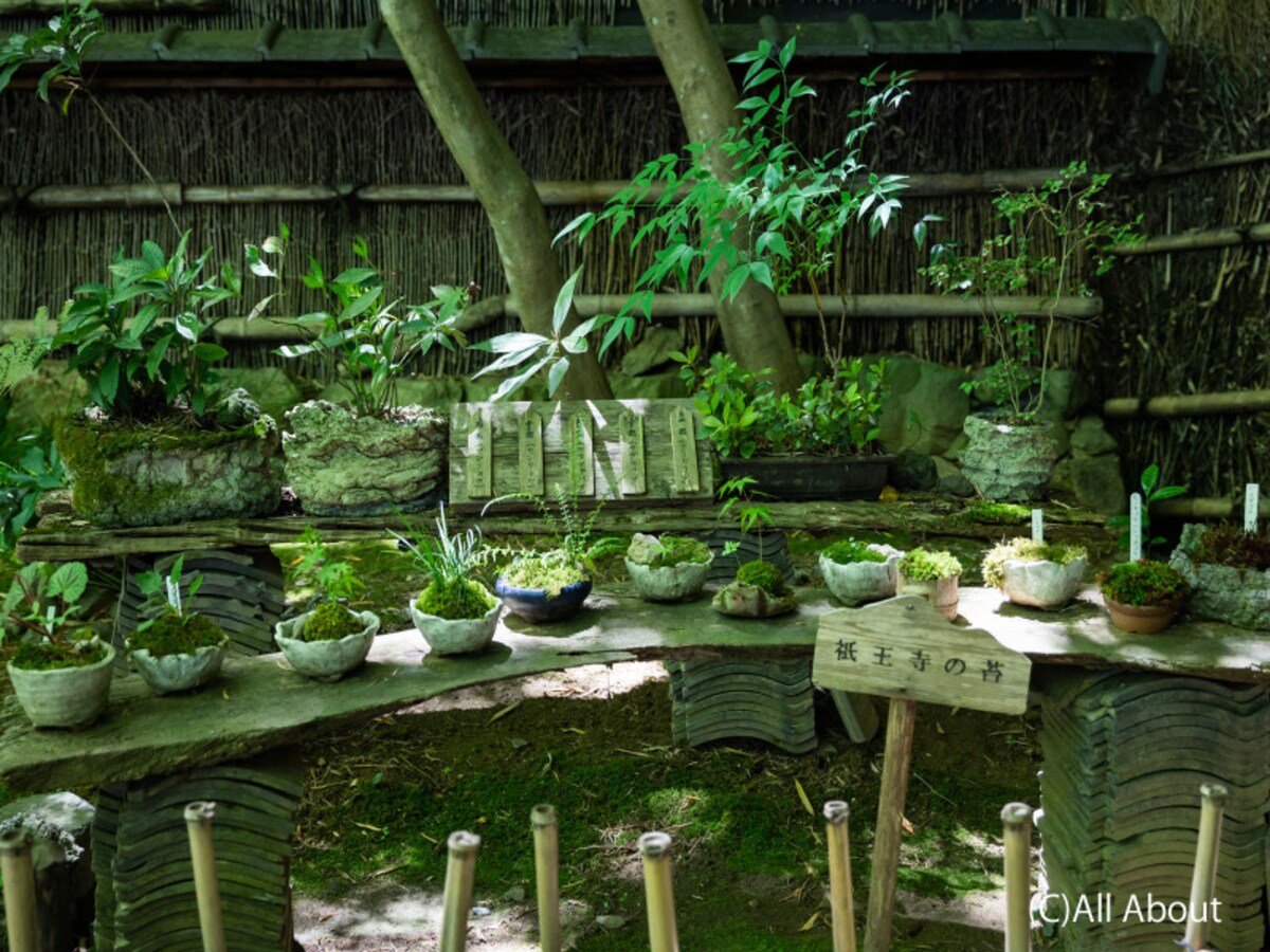 苔の鉢植え